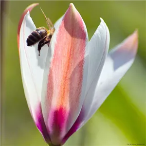 INSEKTENFREUNDLICHES FRüHJAHR!