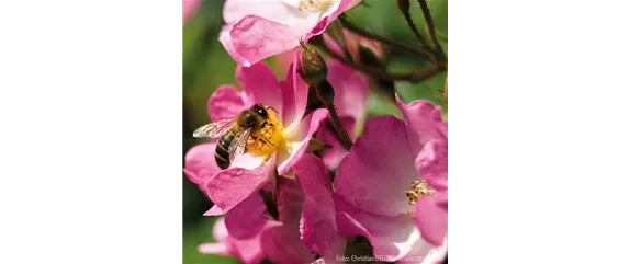 FüR MEHR BIENEN UND SCHMETTERLINGE!