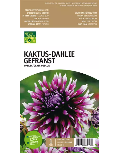 Kaktus-Dahlie Gefranst