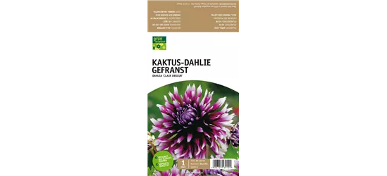 Kaktus-Dahlie Gefranst