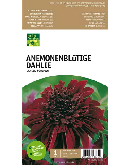 Anemoneblütige Dahlie