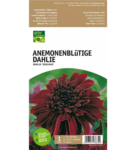 Anemoneblütige Dahlie