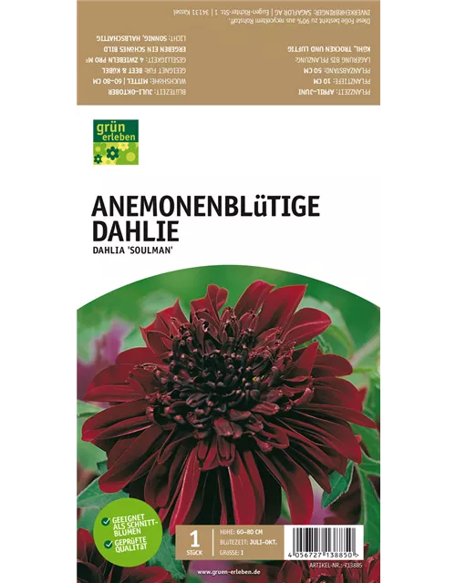 Anemoneblütige Dahlie