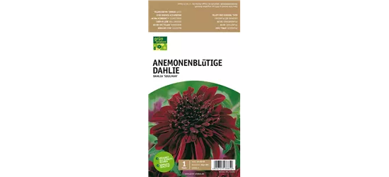 Anemoneblütige Dahlie