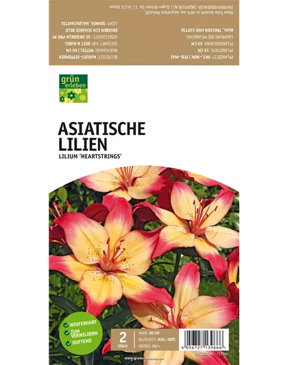 Asiatische Lilien