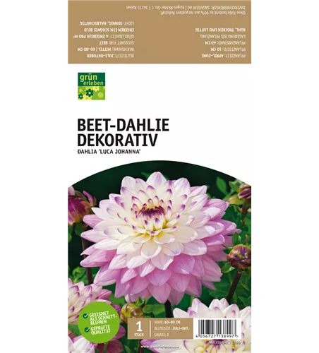 Beet-Dahlie Dekorativ