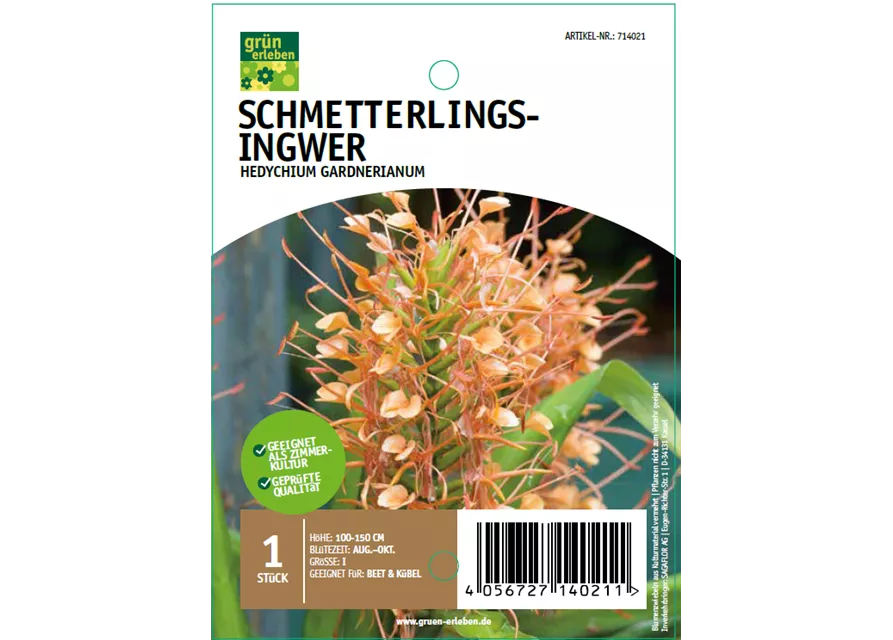 Schmetterlings-Ingwer