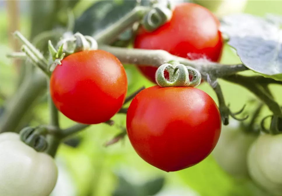 ROTES GEMüSE IST BESONDERS GESUND!