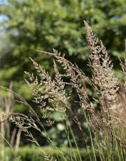 WIE GRäSER DEN GARTEN AUFWERTEN