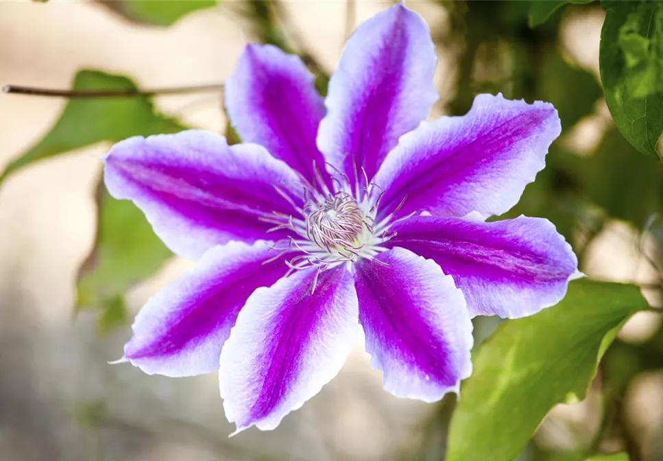 CLEMATIS!