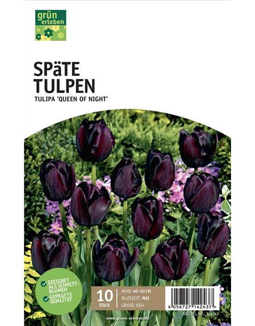 Einfache späte Tulpen