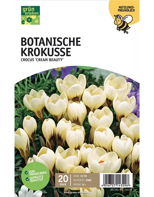 Botanische Krokusse