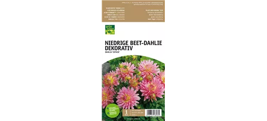 Niedrige Beet-Dahlie, Dekorativ