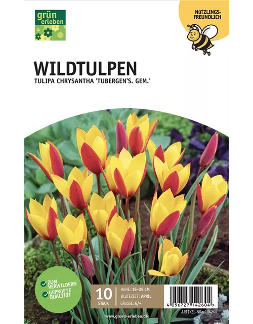 Botanische Wildtulpen