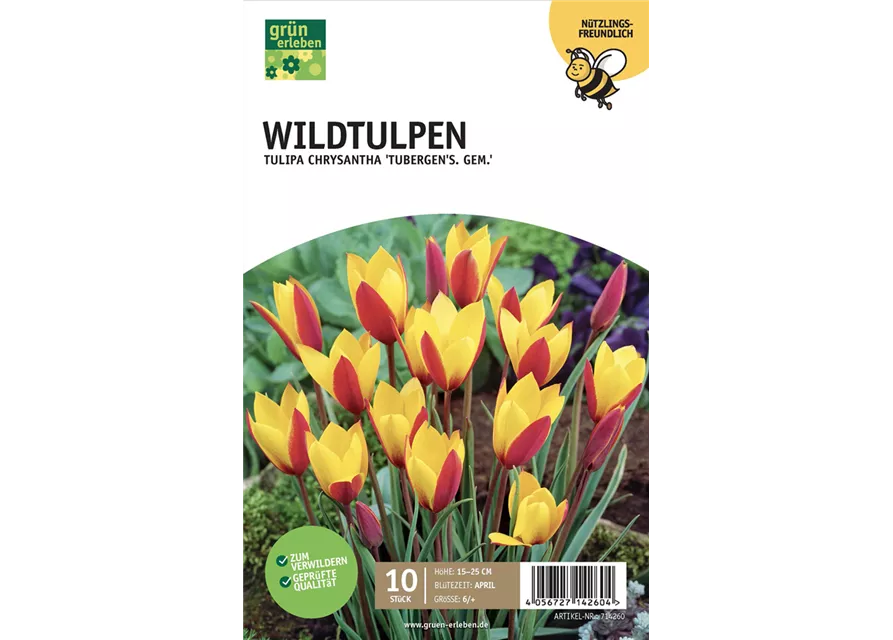 Botanische Wildtulpen