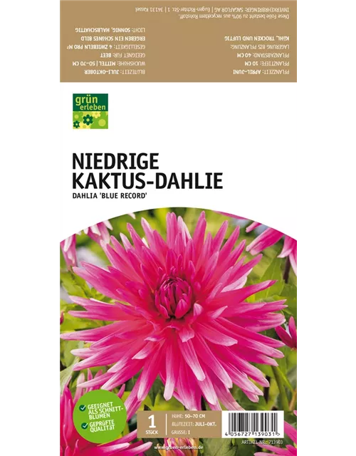 Niedrige Kaktus-Dahlie