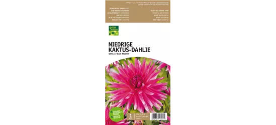 Niedrige Kaktus-Dahlie