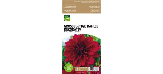 Großblütige Dahlie, Dekorativ