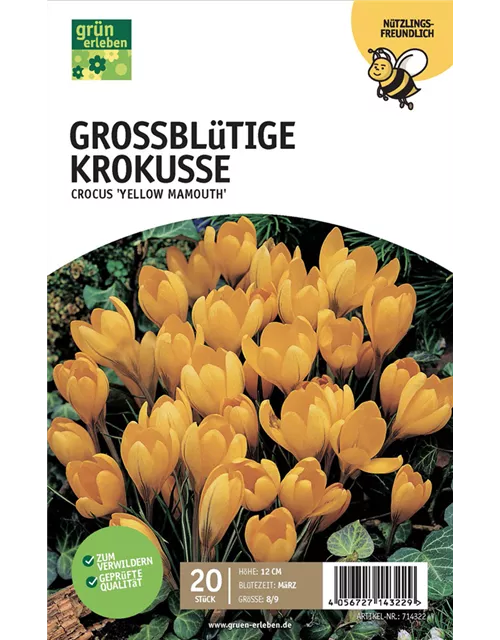 Großblütige Krokusse