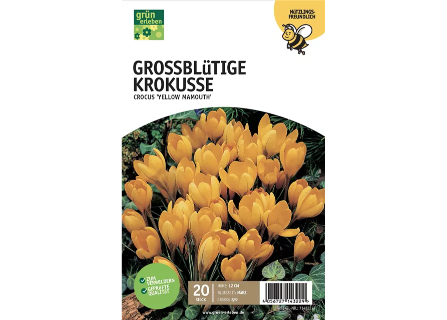 Großblütige Krokusse