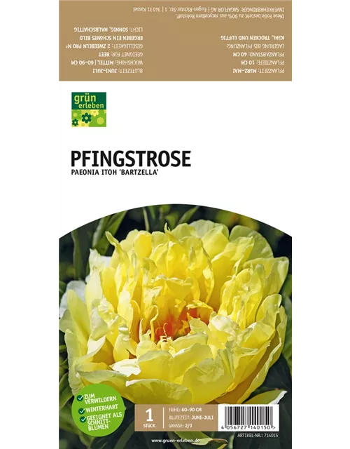 Pfingstrose