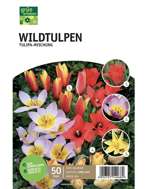 Wildtulpen-Sortiment