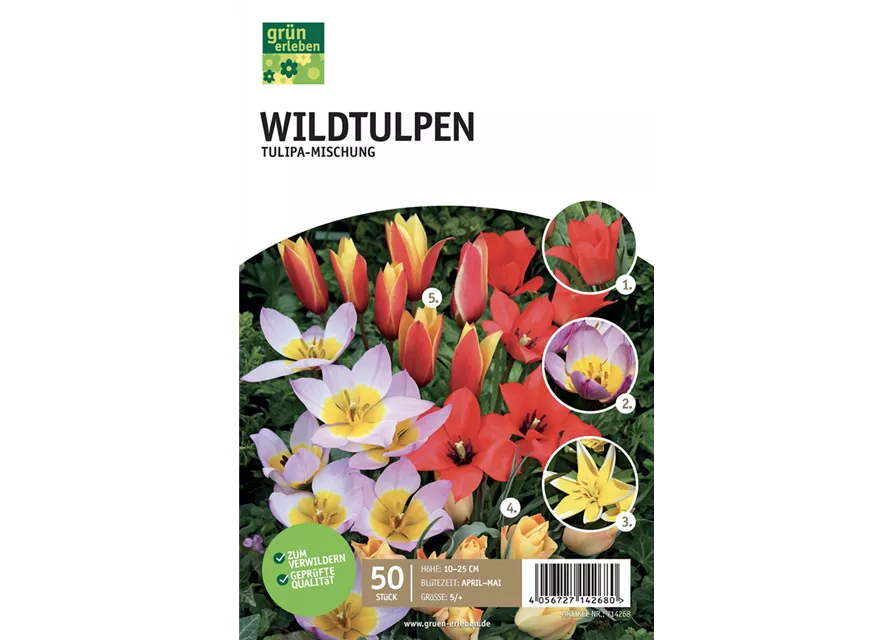 Wildtulpen-Sortiment