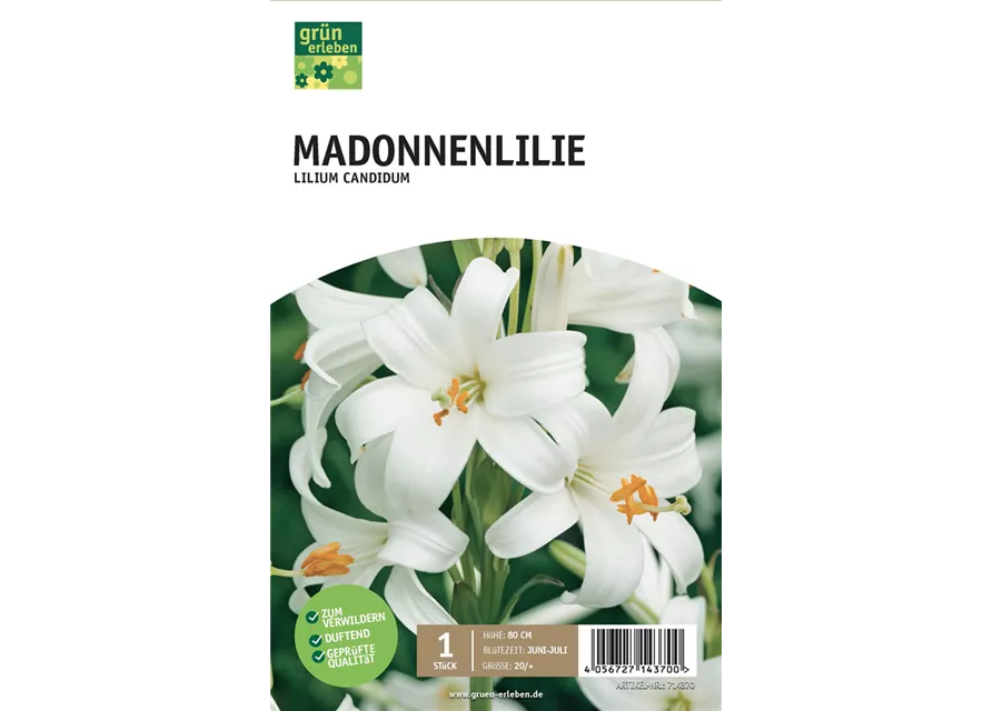 Madonnenlilie