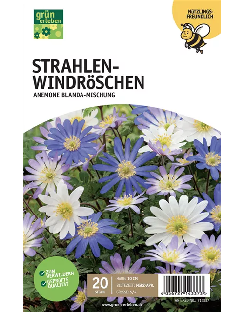 Strahlen-Anemonen