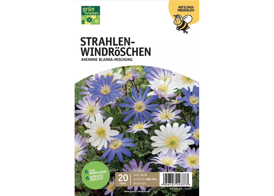 Strahlen-Anemonen