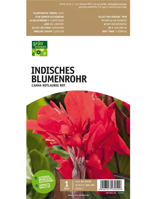 Indisches Blumenrohr