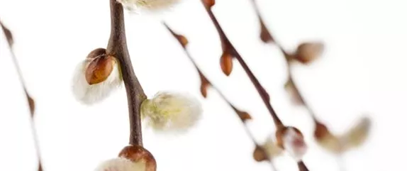 DER FRüHLING WIRD BUNT