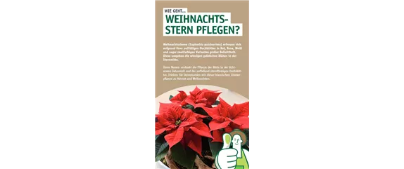 DEIN WEIHNACHTSDUFT!